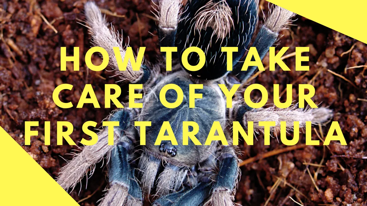 16836 tarantula feeding