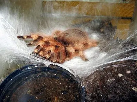 16836 tarantula habitat