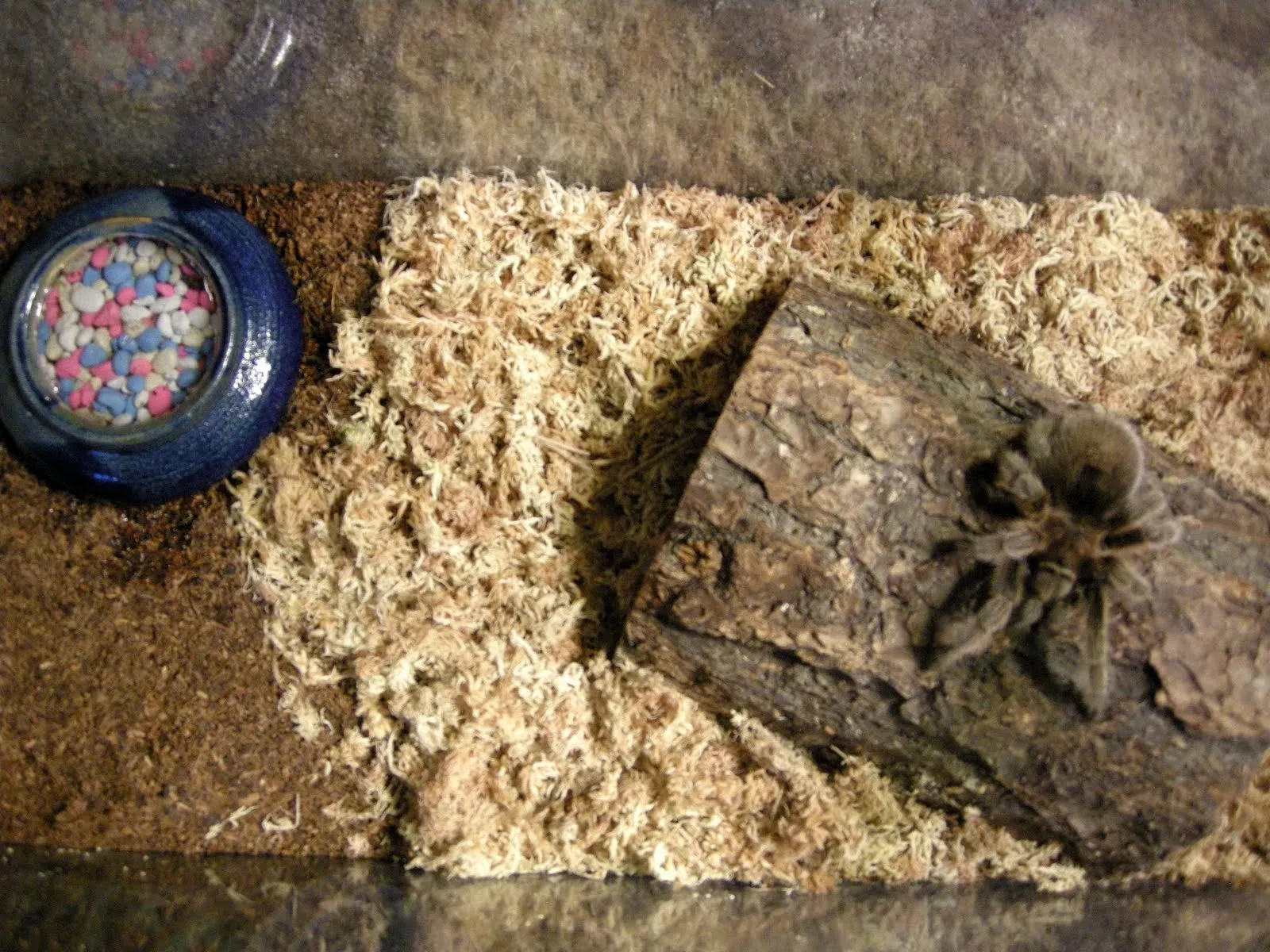 16836 tarantula handling