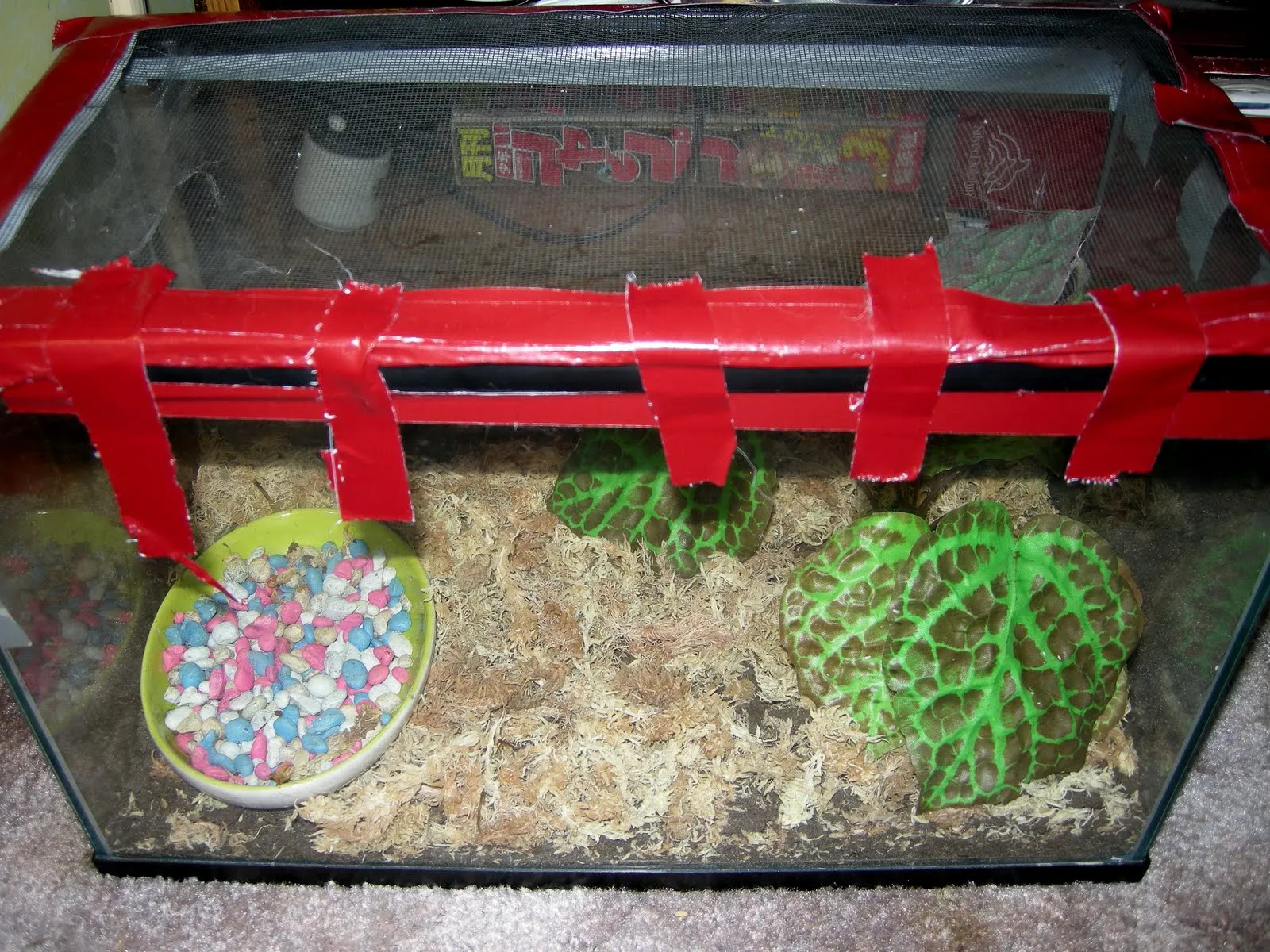 16836 tarantula molting