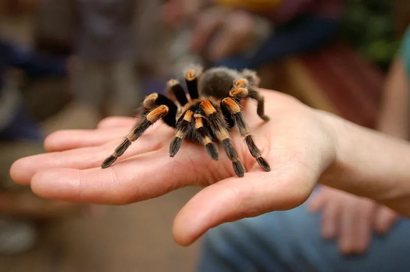16836 tarantula species