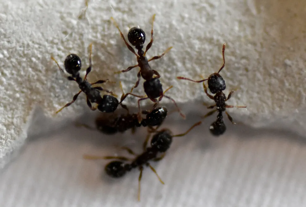 16840 ant attack tarantula