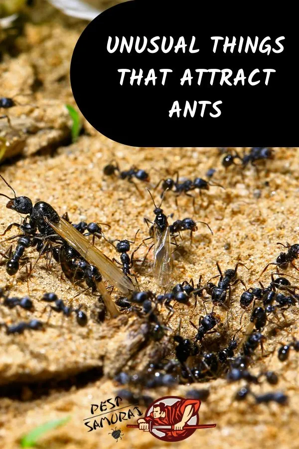 16840 ant infestation prevention