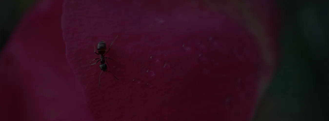 16840 ant trap