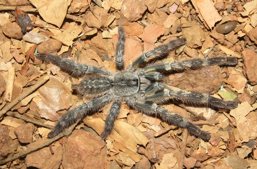 16857 feeding tarantula