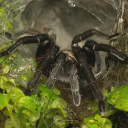 /img/16857-handling-tarantula.webp