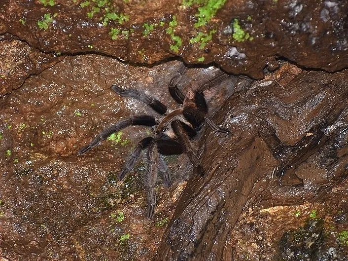16857 tarantula enclosure