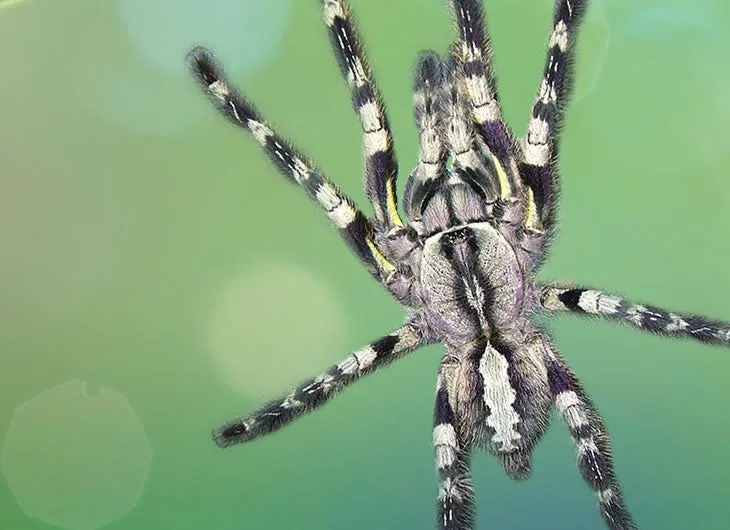 16857 tarantula species