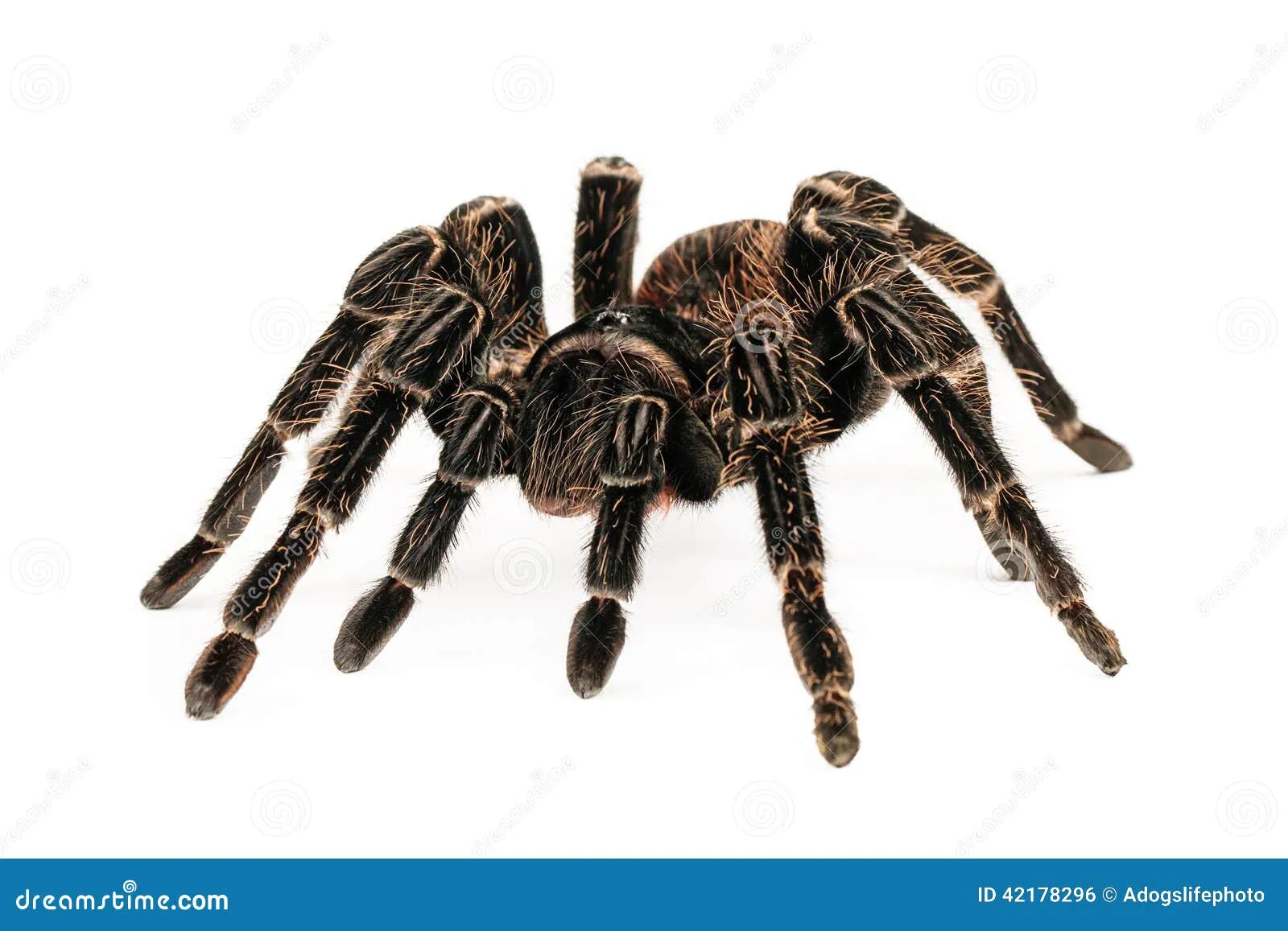 16858 female scarlet tarantula