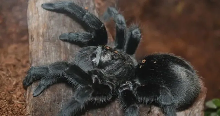 16858 male scarlet tarantula