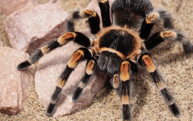 16858 scarlet tarantula comparison