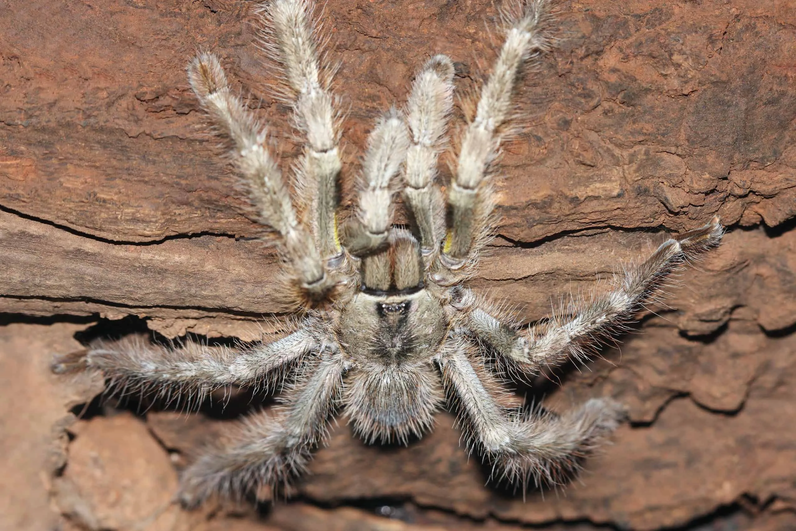 16858 scarlet tarantula feeding