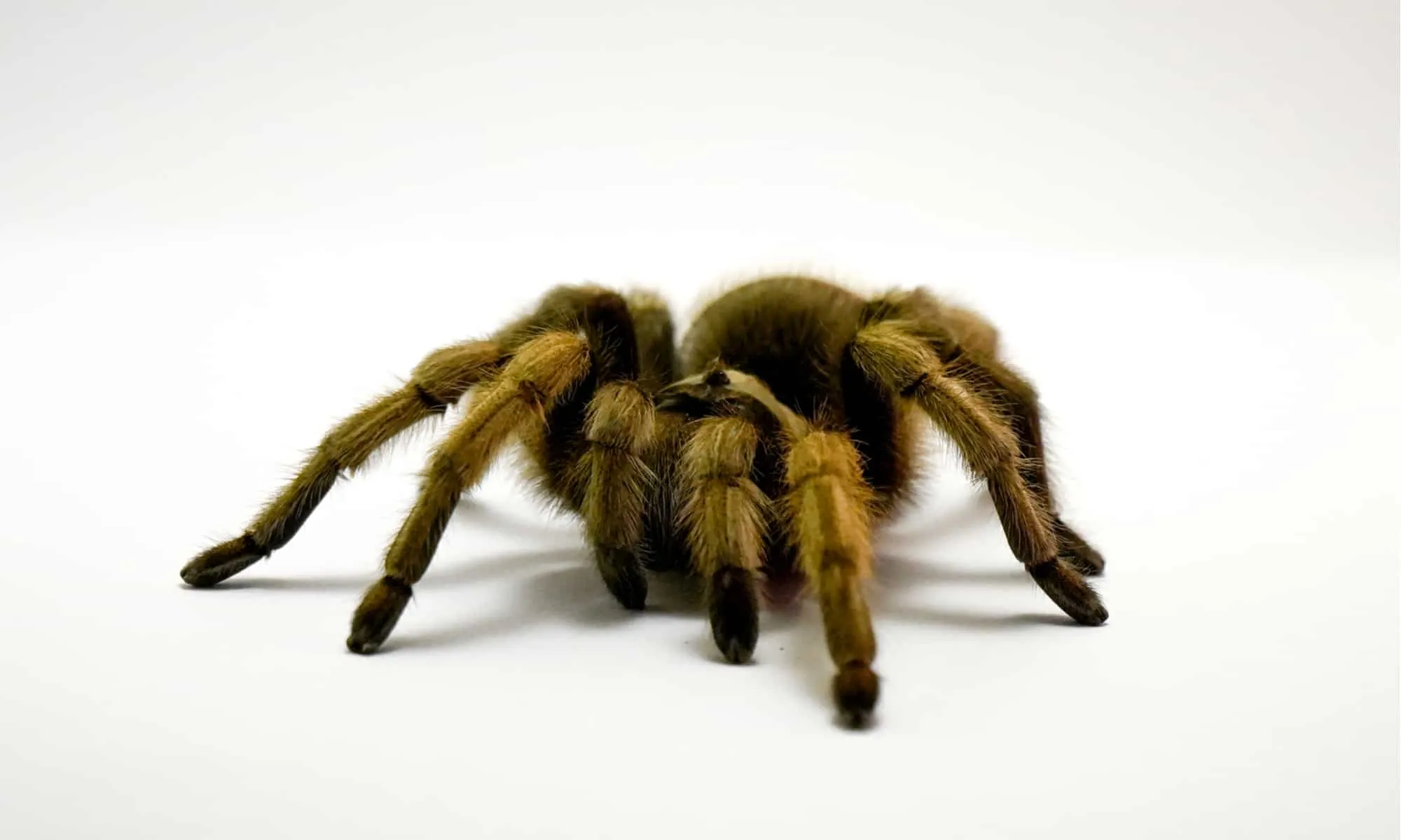 /img/16858-scarlet-tarantula-molting.webp