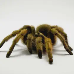 /img/16858-scarlet-tarantula-molting.webp