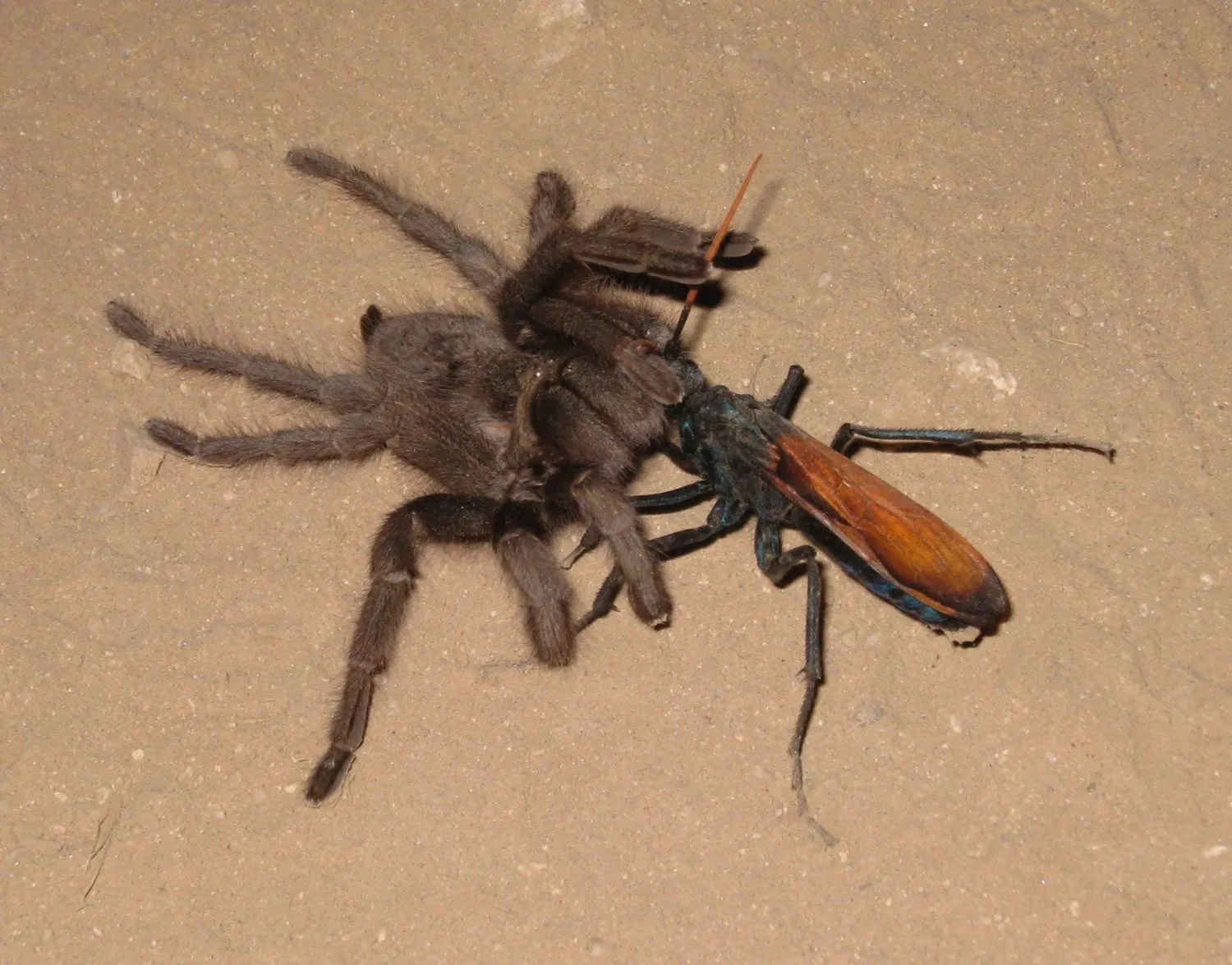 16860 tarantula hawk habitat