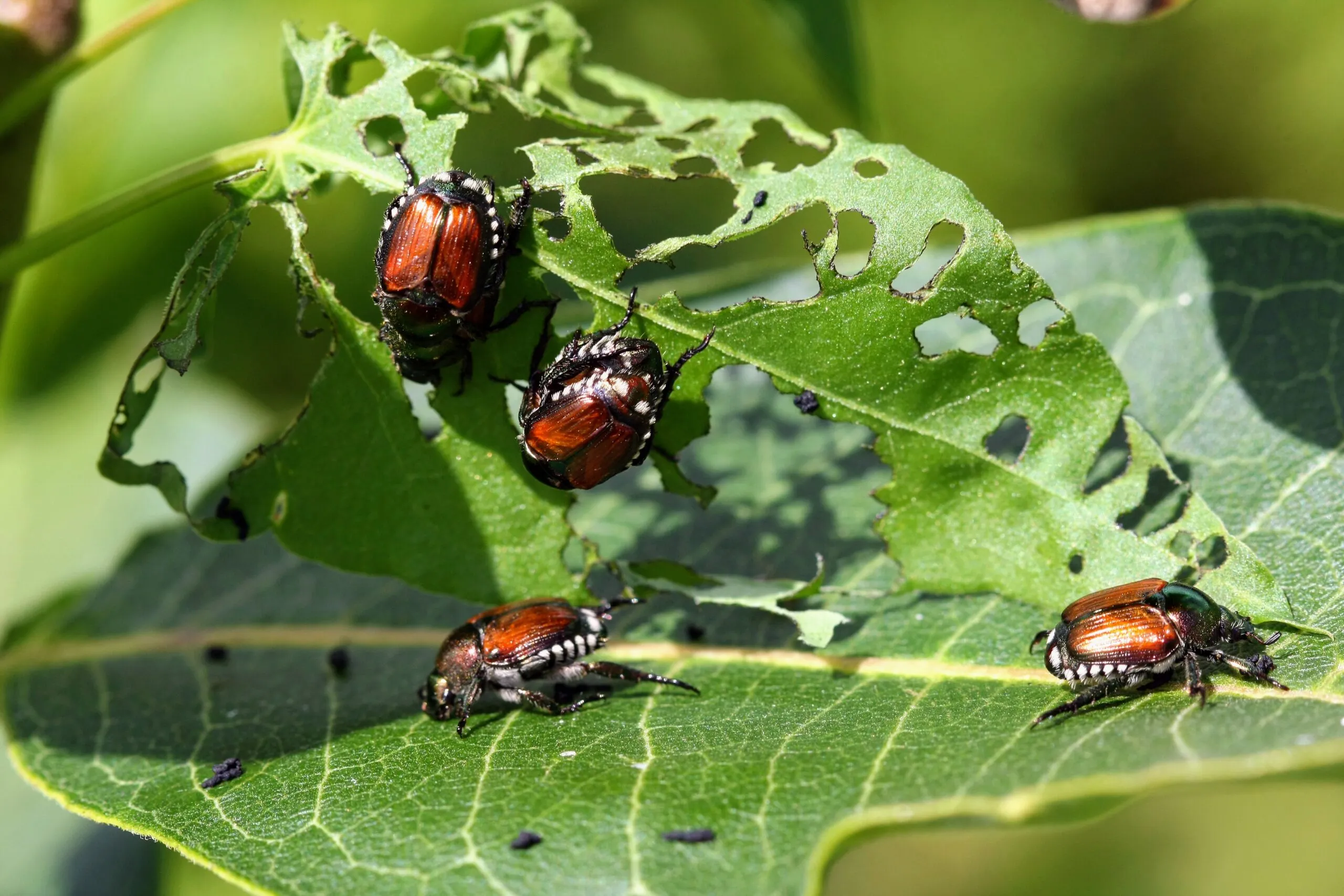 16860 tarantula hawk lifecycle