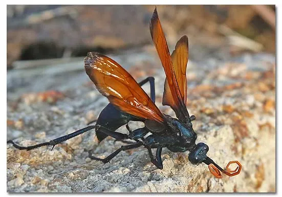 16860 tarantula hawk sting