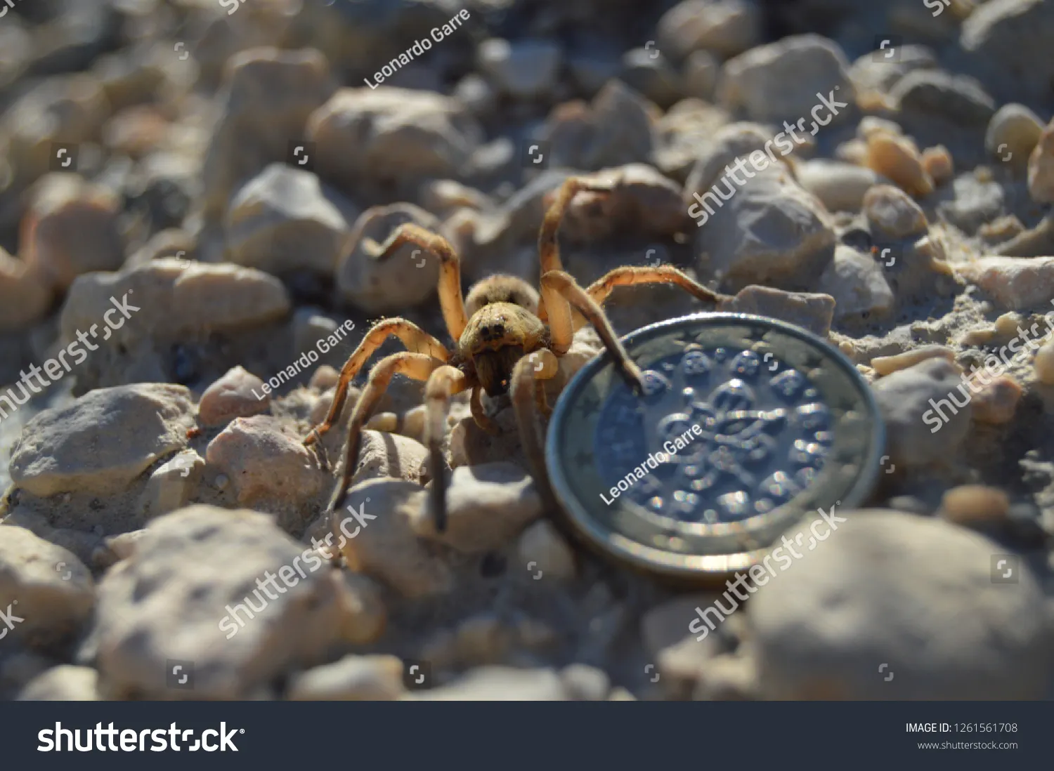 16863 tarantula habitat