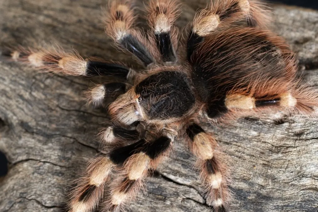 16863 tarantula hair