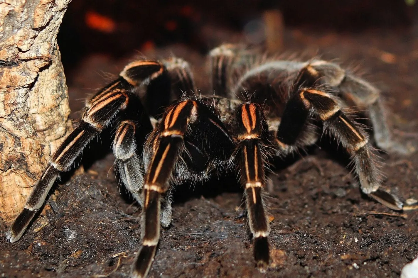 16863 wolf spider habitat