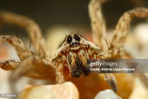 16863 wolf spider hair