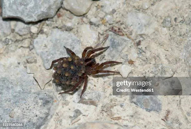 /img/16863-wolf-spider-hunting.webp