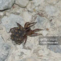 /img/16863-wolf-spider-hunting.webp