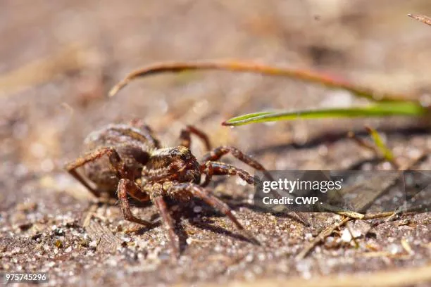 16863 wolf spider vs tarantula size
