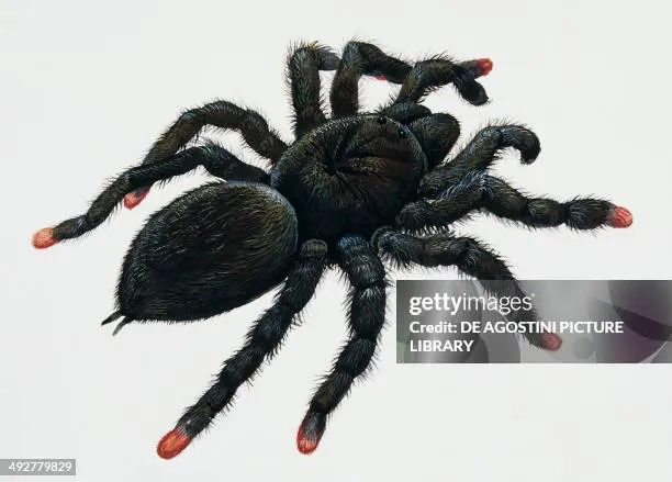 16865 healthy tarantula feet