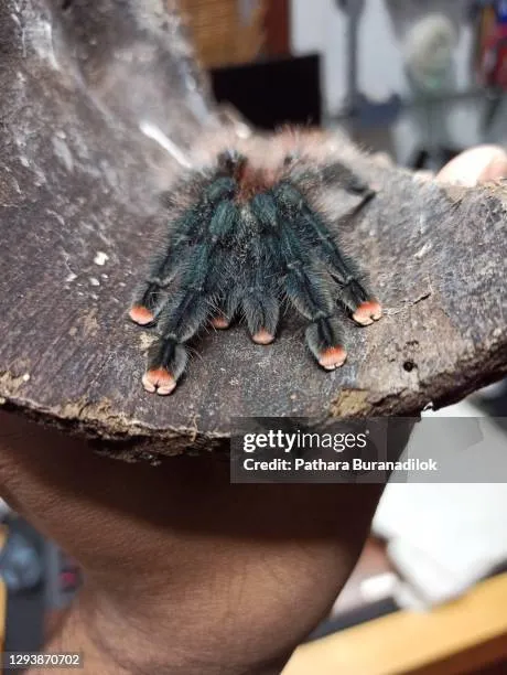16865 tarantula foot ailments