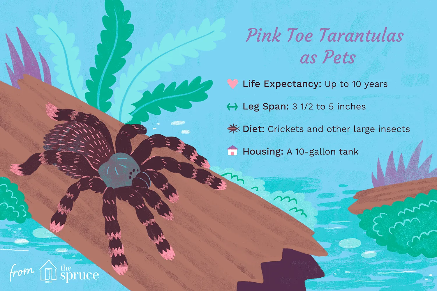 /img/16865-tarantula-habitat-setup.webp