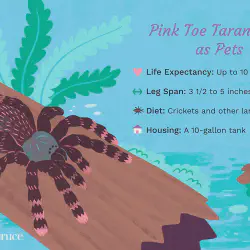 /img/16865-tarantula-habitat-setup.webp