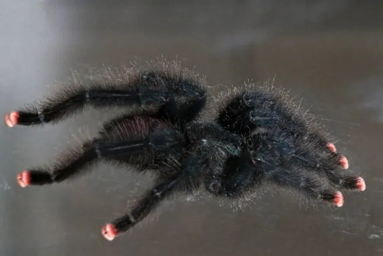 16865 tarantula molting process