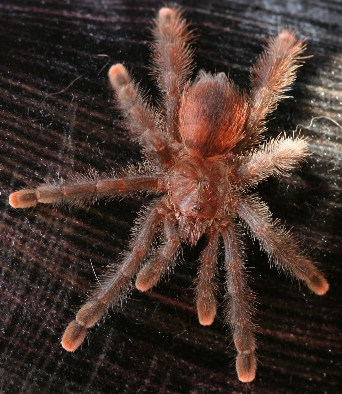 16865 tarantula scopulae image
