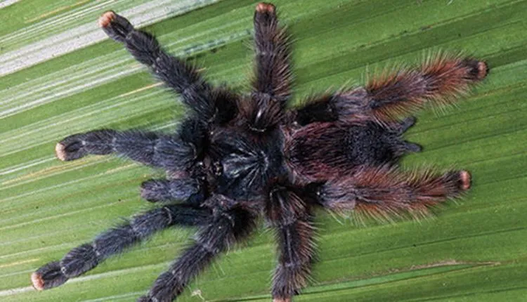 16865 tarantula tarsal claws
