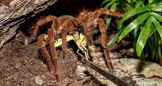 16866 tarantula climbing