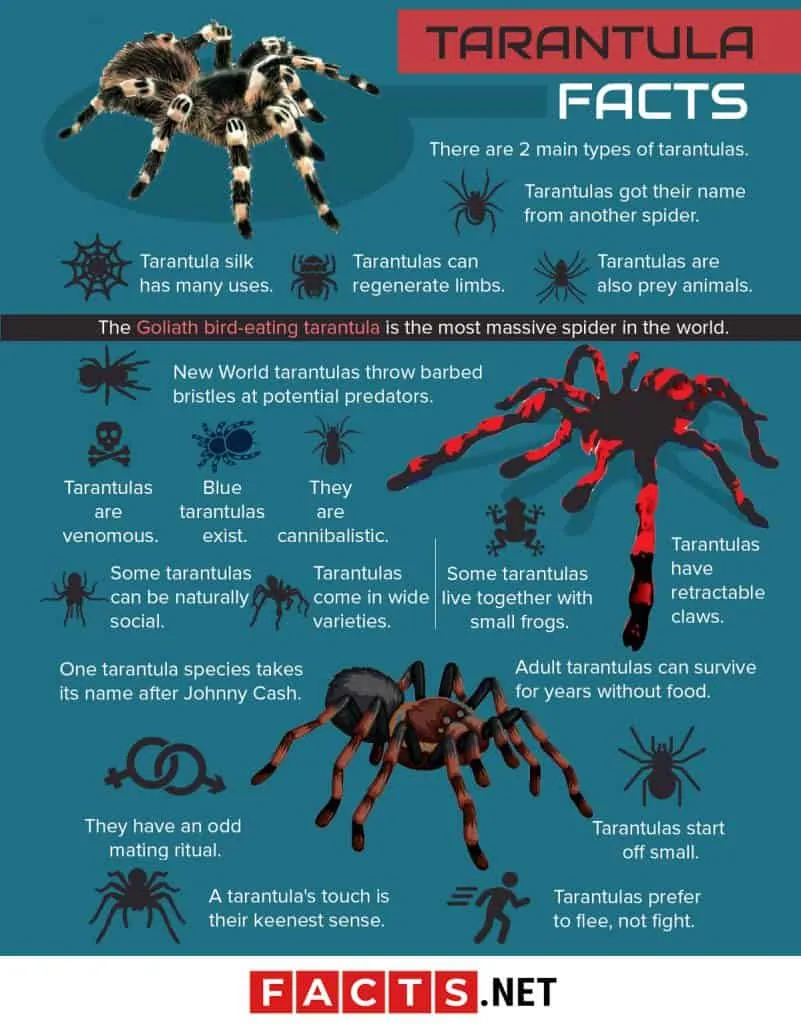 16866 tarantula fangs
