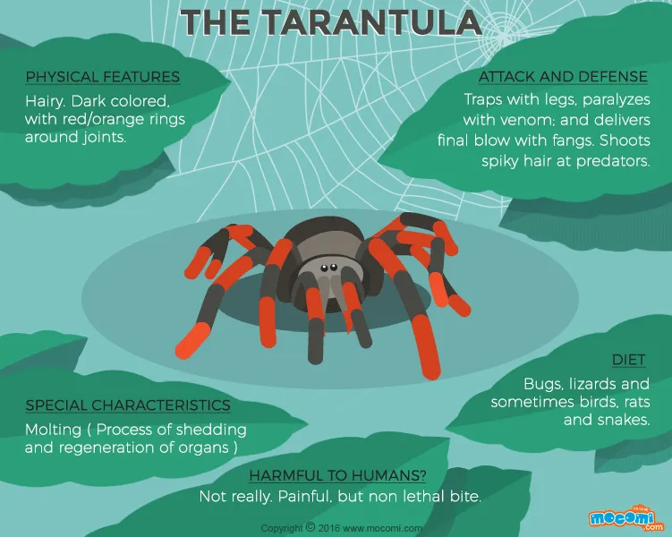/img/16866-tarantula-feeding.webp