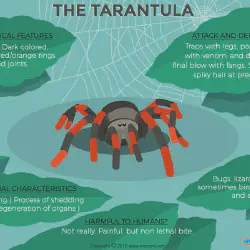 /img/16866-tarantula-feeding.webp