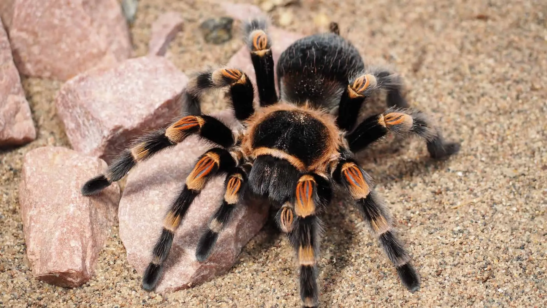 16866 tarantula habitat