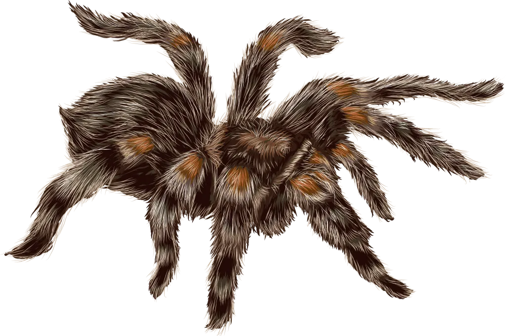 16866 tarantula handling