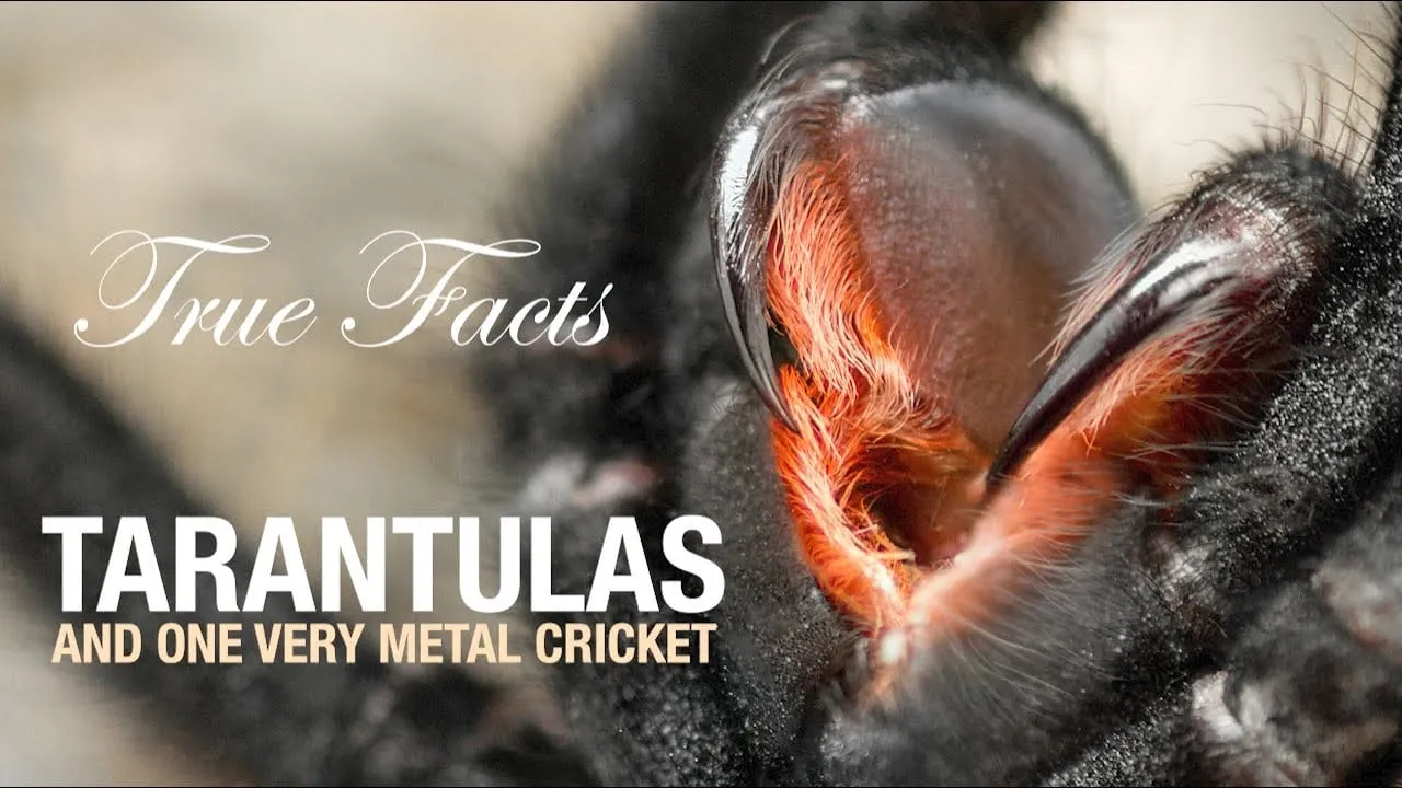 16866 tarantula molting