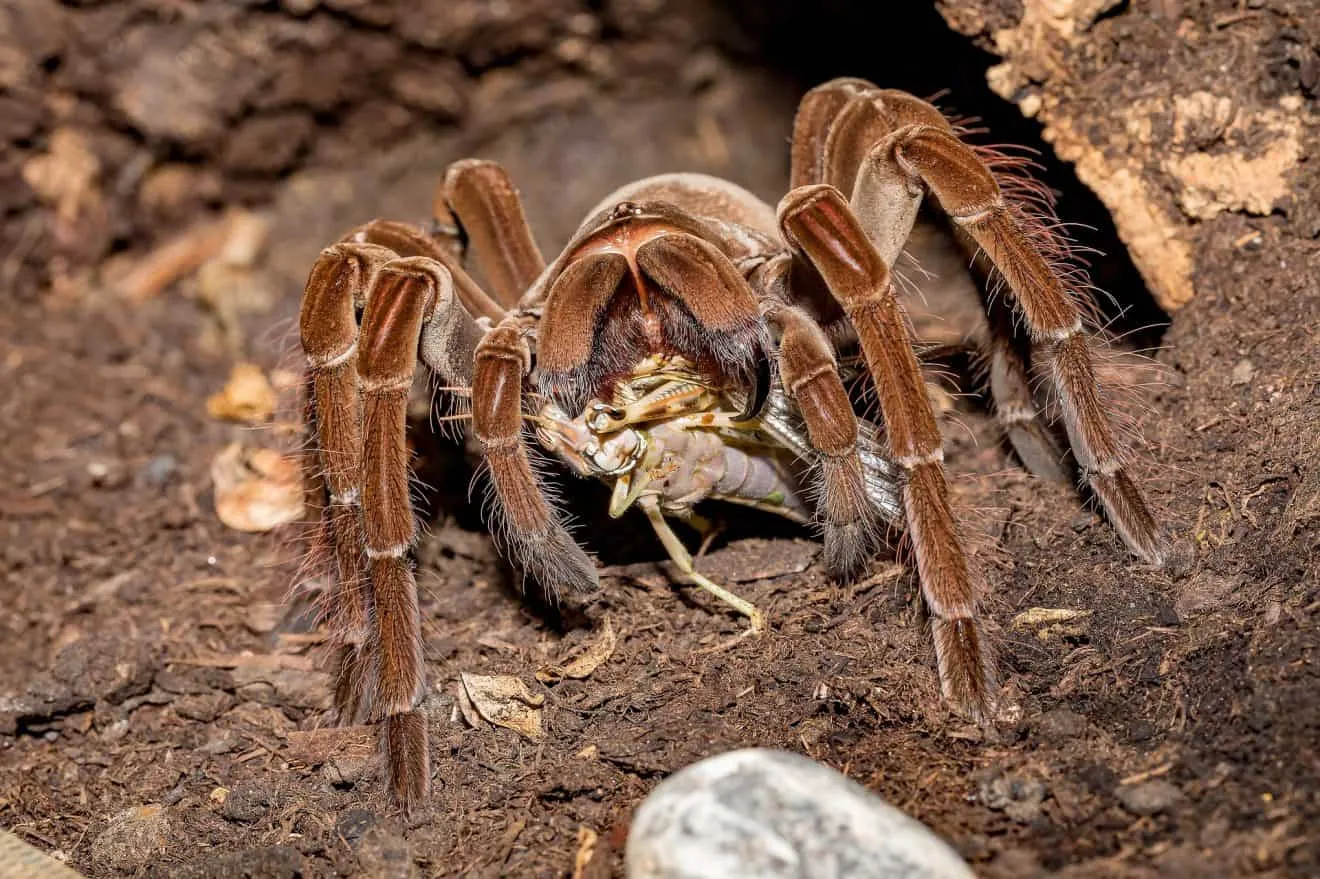 16866 tarantula venom