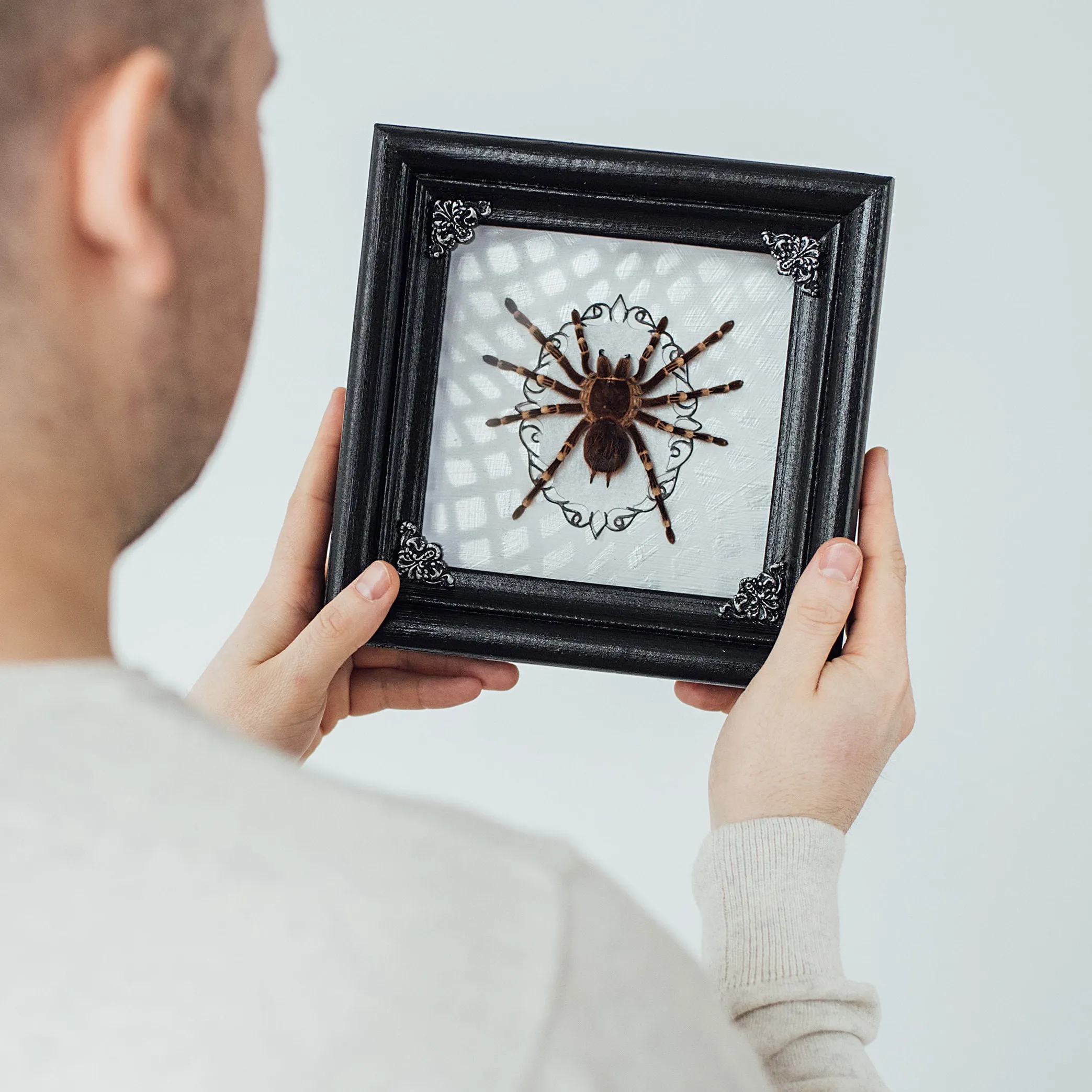 /img/16867-tarantula-mystery-box-seller.webp
