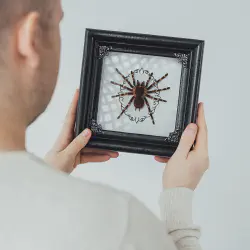 /img/16867-tarantula-mystery-box-seller.webp