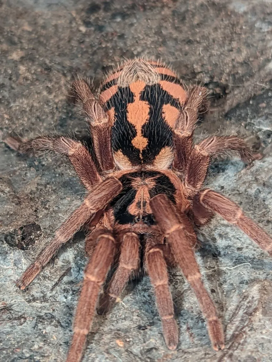 16867 tarantula mystery box surprise