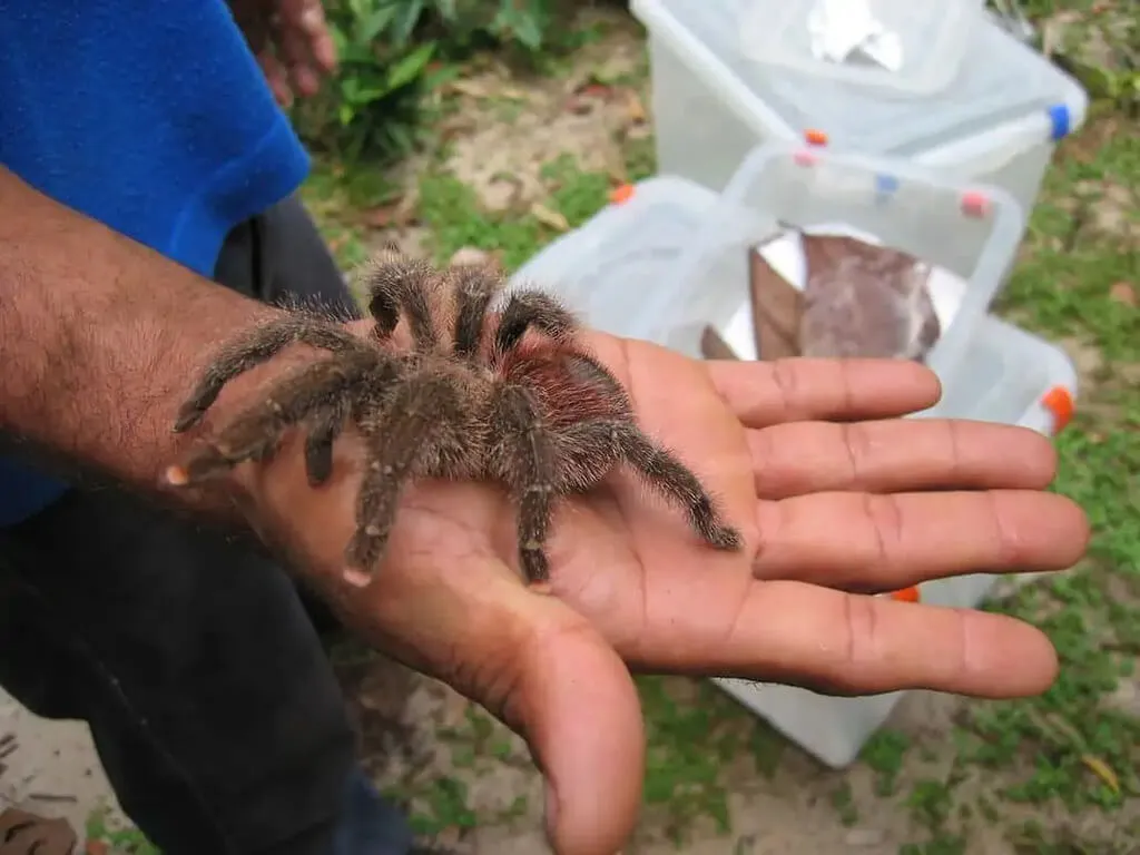 16868 pink toe tarantula adult enclosure