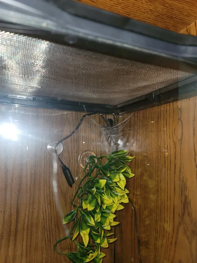 16868 pink toe tarantula decor