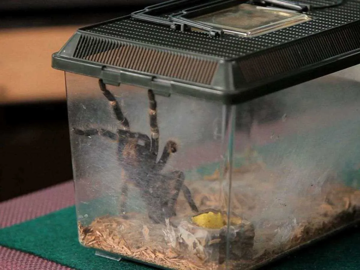 16868 pink toe tarantula enclosure overview