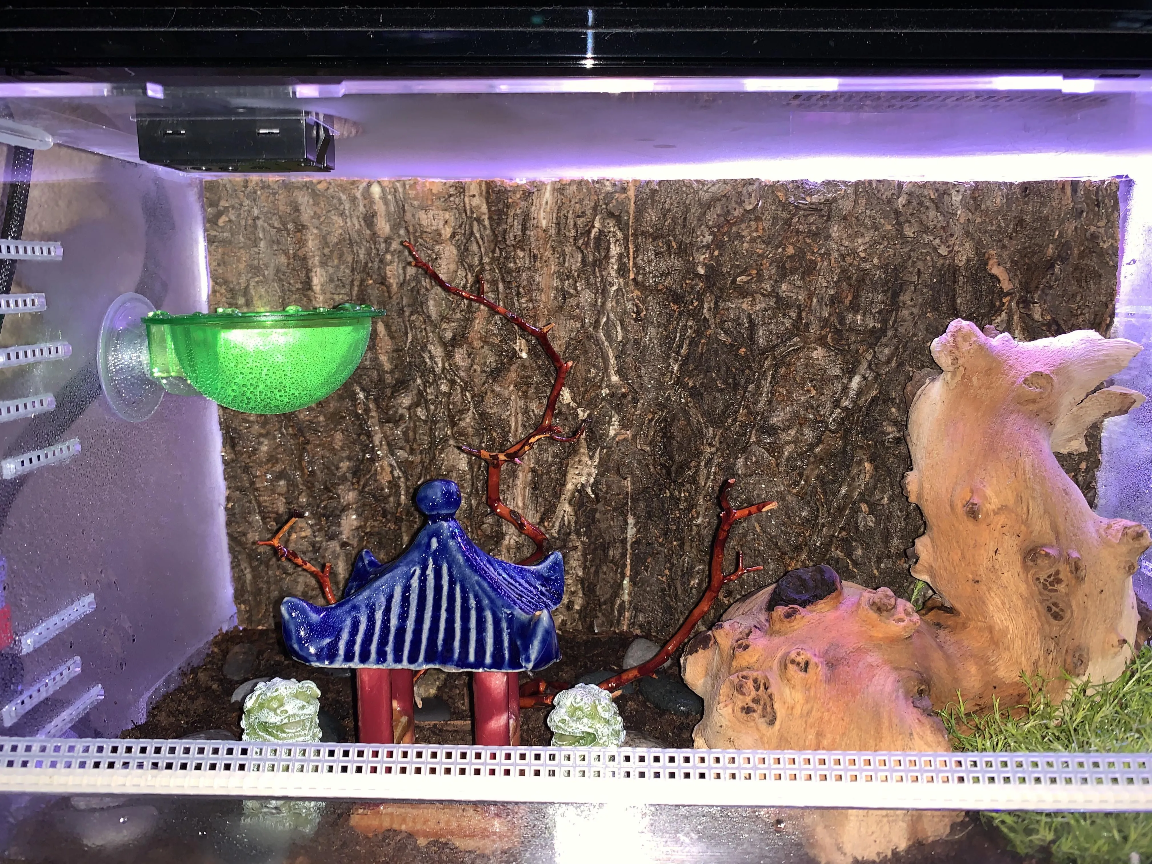 /img/16868-pink-toe-tarantula-feeding.webp